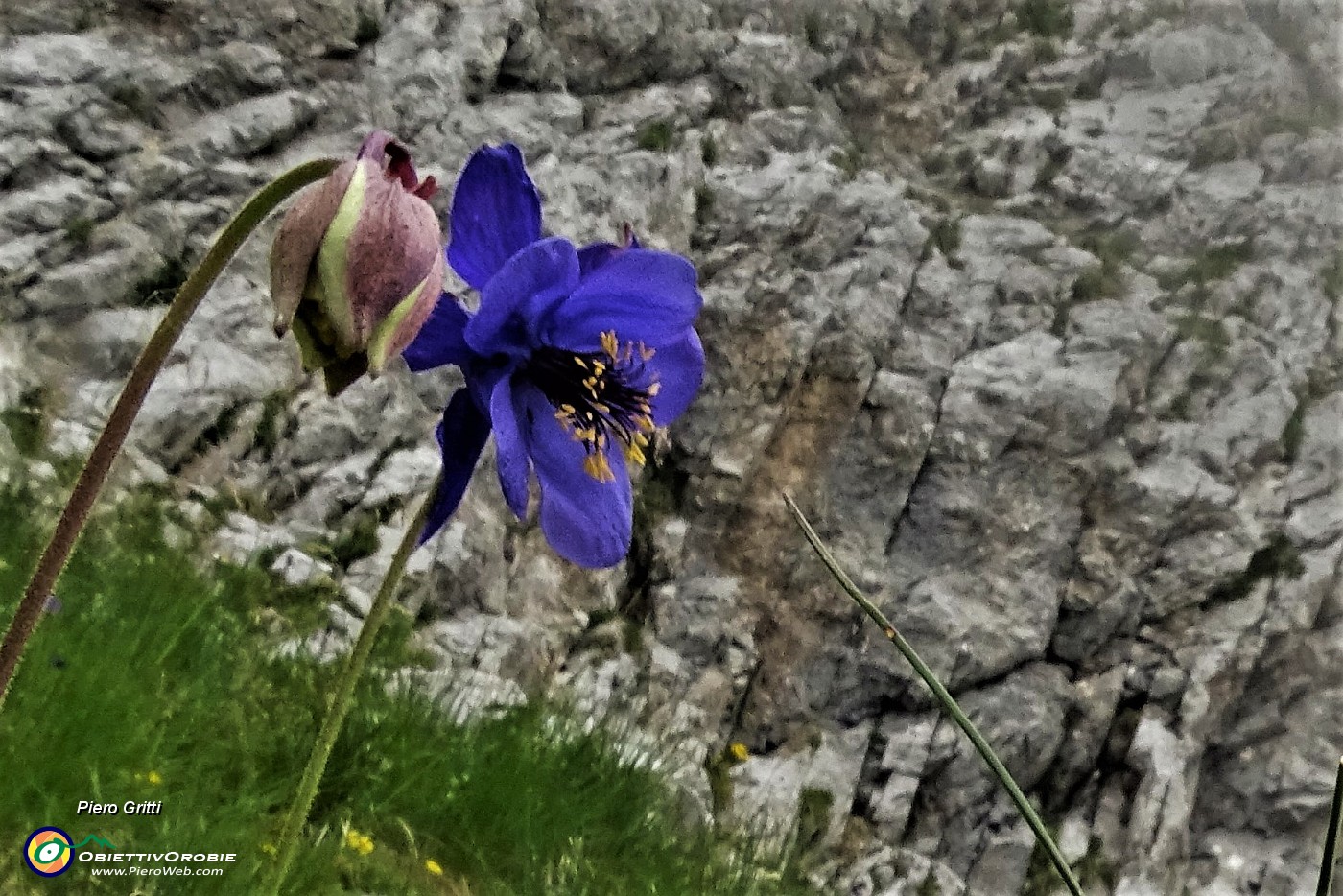 57 Aquilegia di Einsele (Aquilegia einseleana) .JPG